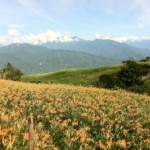 [花蓮]食べる花、金針花を見られる六十石山